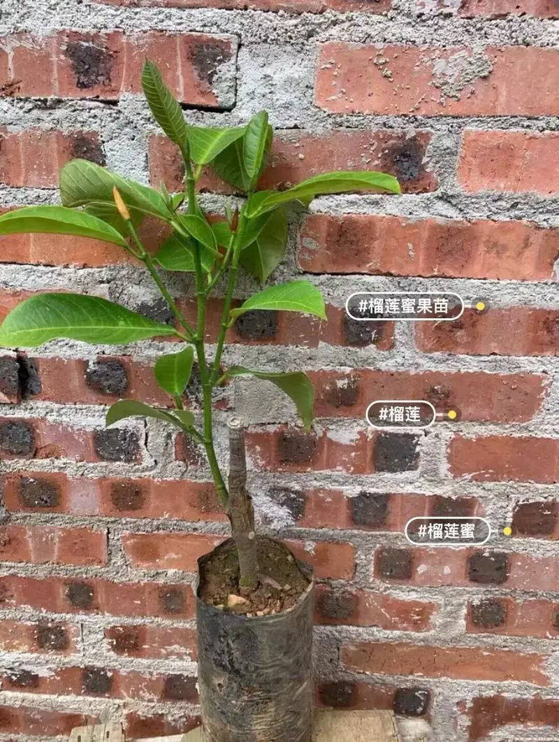 揭秘榴莲树苗“十年磨一剑”,只为那一口极致美味