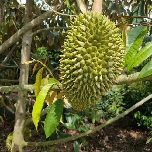 揭秘榴莲树苗“十年磨一剑”,只为那一口极致美味