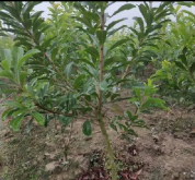 <b>杨梅树苗种植秘籍：选对月份，丰收不愁！</b>