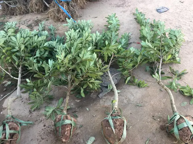 杨梅树苗种植秘籍:选对月份,丰收不愁!