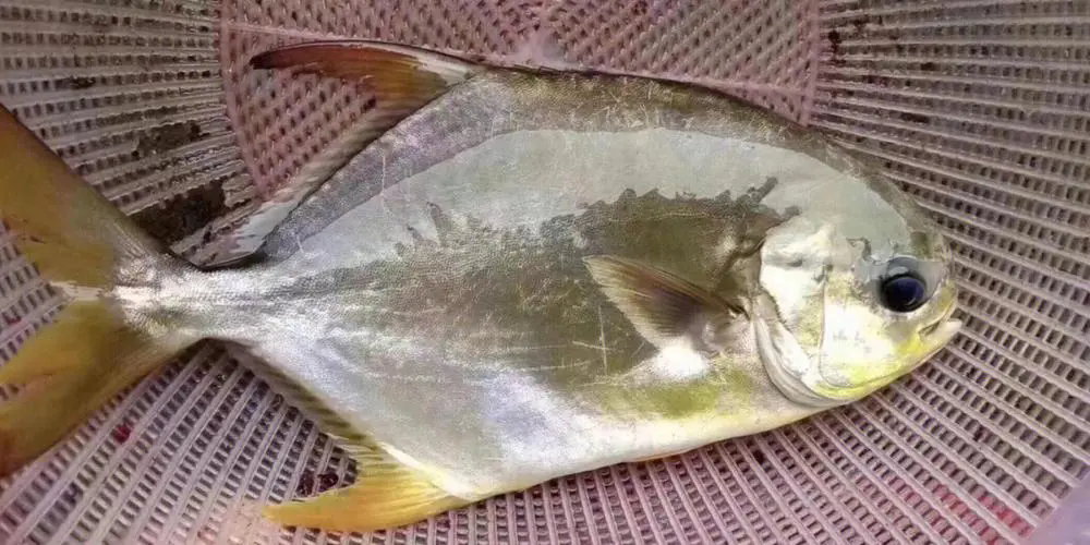 海水与淡水的界限?金鲳鱼带你穿越生态奇境!