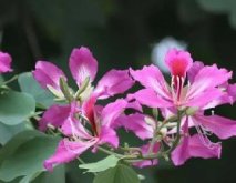 <b>绿色梦想启航：羊蹄甲种子种植技术与日常管理宝典</b>