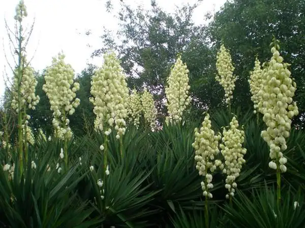 <b>揭秘凤尾兰：非兰胜兰的神秘花卉独特风景</b>