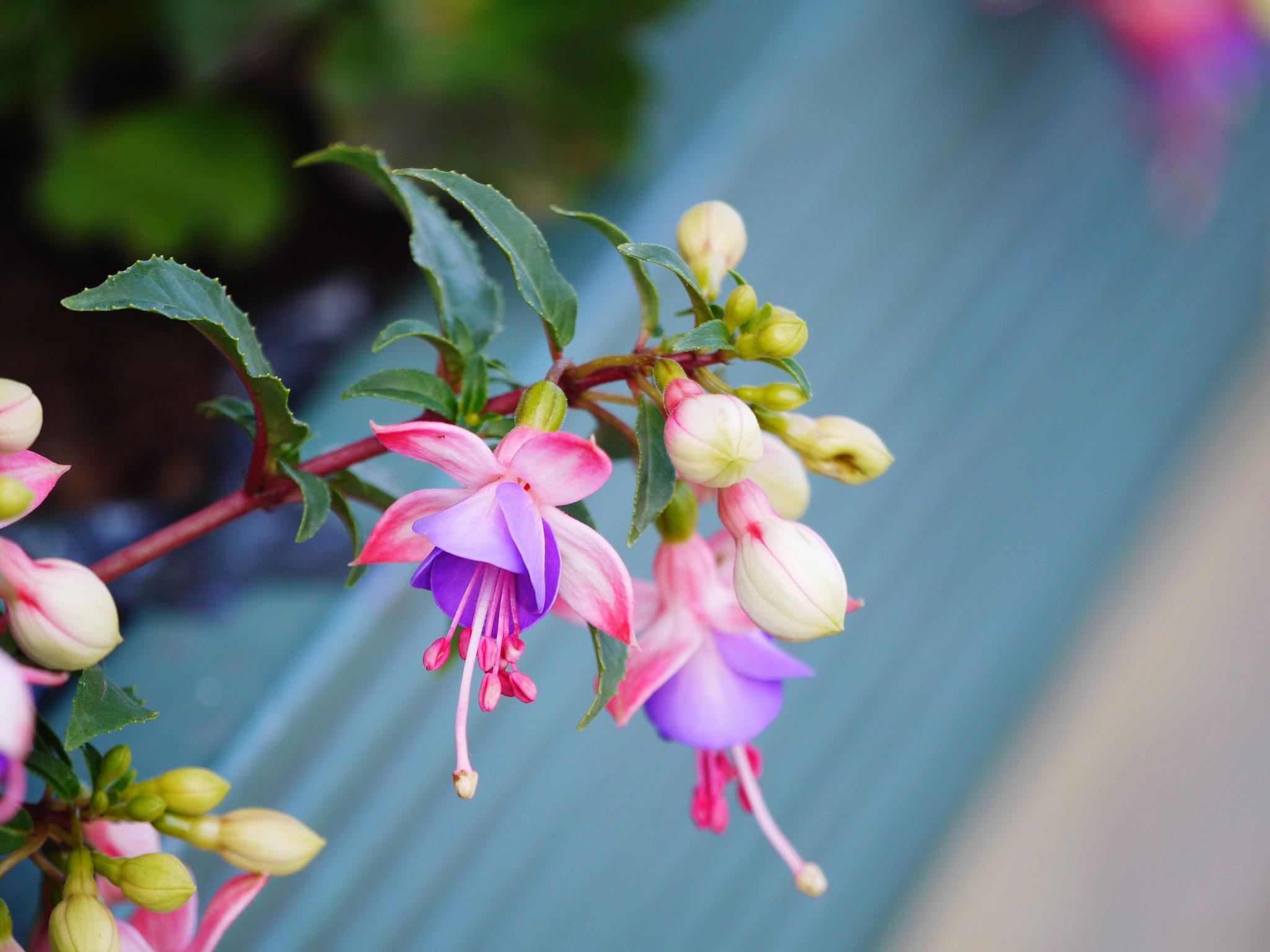 <b>高温不怕！瑞香花夏日养护全攻略</b>