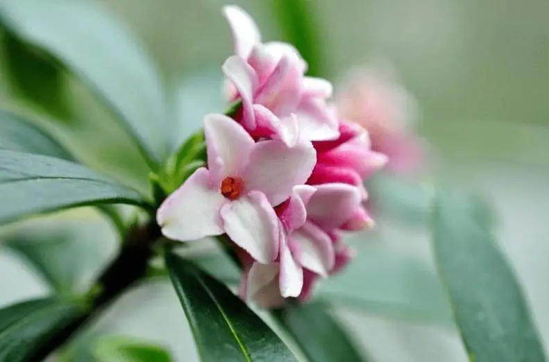 <strong>瑞香花花语：浓郁的香气代表着满满的幸福与喜悦</strong>