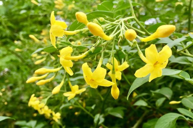 <b>探春花生长密码：选对土壤，轻松养活！</b>