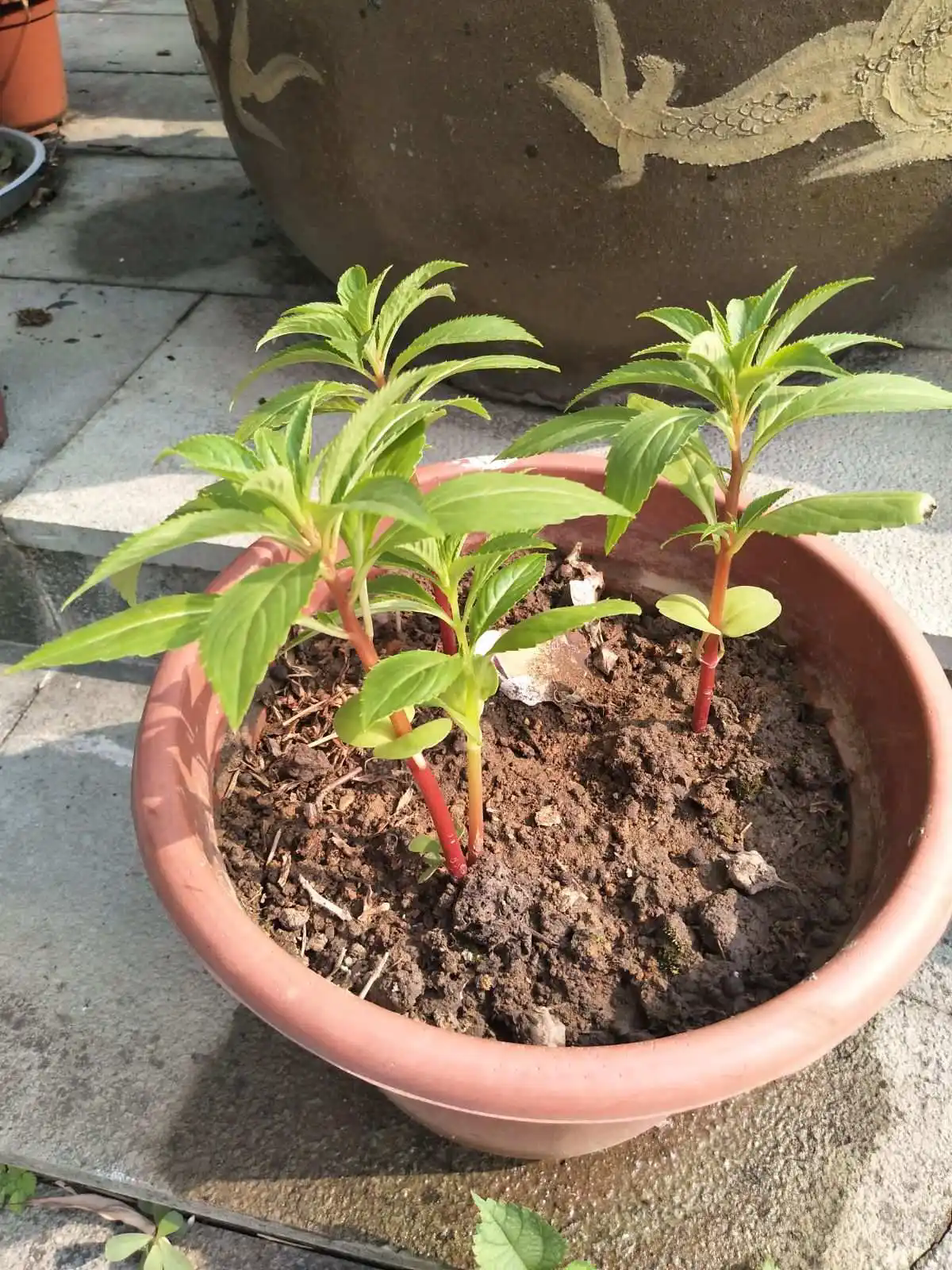 凤仙花盆栽秘籍:轻松打造繁花似锦的阳台小花园!