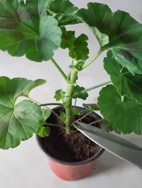 天竺葵修剪养护必知:精准把握修剪时机,轻松拥有繁花似锦!