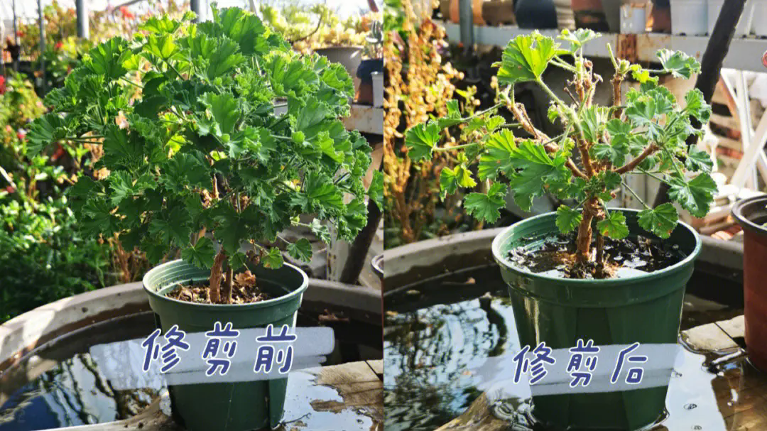天竺葵修剪养护必知:精准把握修剪时机,轻松拥有繁花似锦!