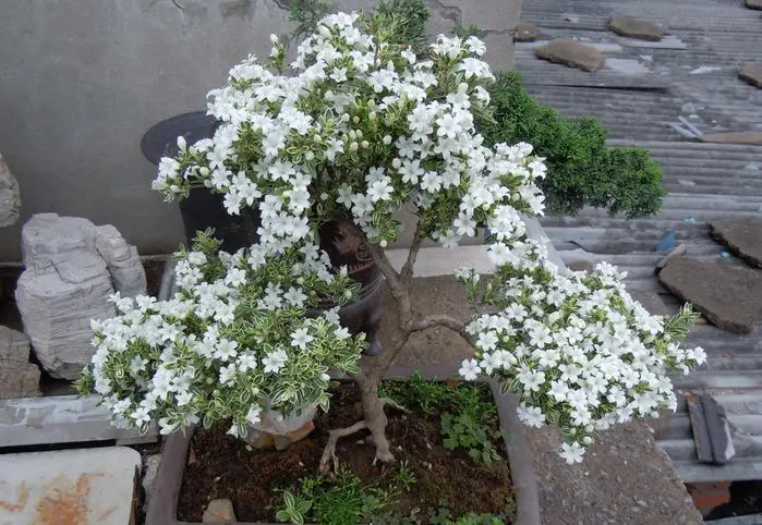 <b>六月雪盆景精致养护技巧，让美在家中绽放！</b>