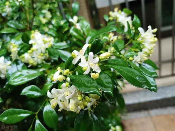 <b>一嗅倾城！九里香开花花期全揭秘，芬芳持久满人间</b>