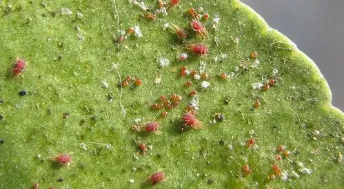 红蜘蛛入侵警报:高效防治策略,保护植物免受侵害!