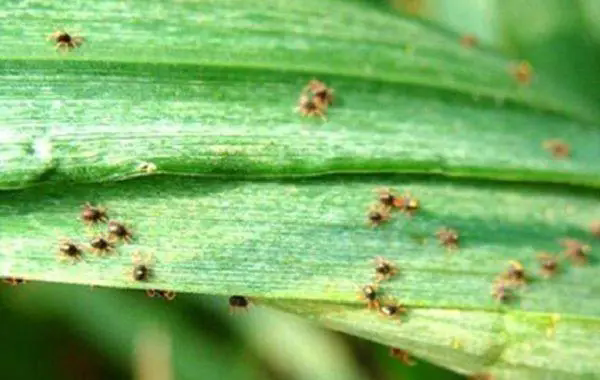 红蜘蛛入侵警报:高效防治策略,保护植物免受侵害!