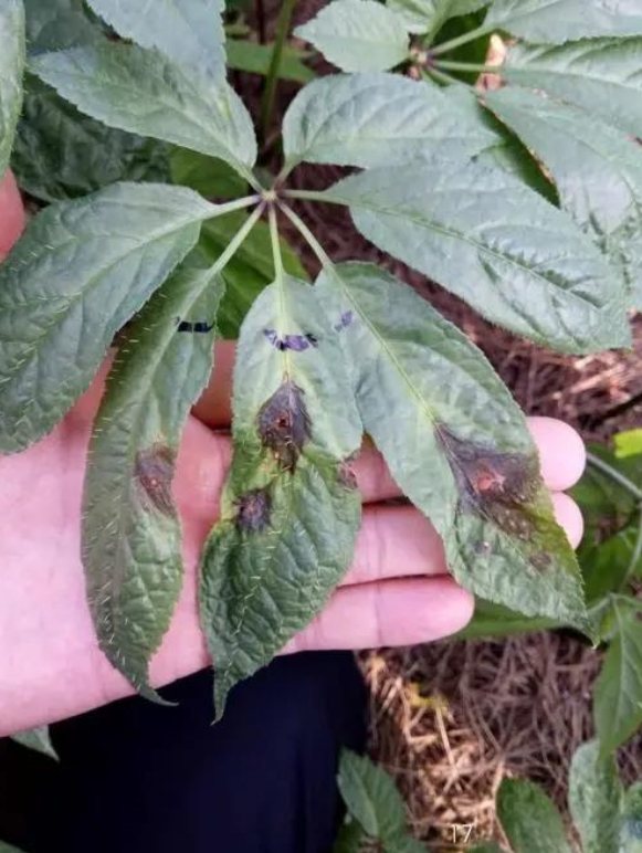 三七黑斑病症状与防治方法,科学应对减少经济损失!