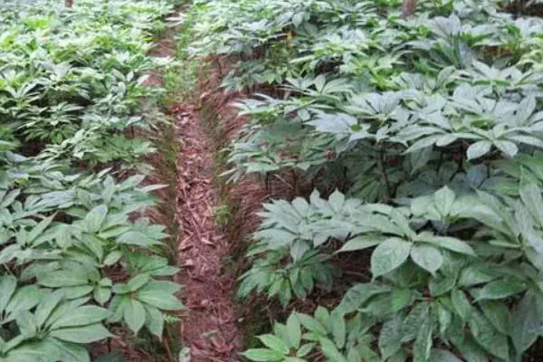 三七黑斑病症状与防治方法,科学应对减少经济损失!