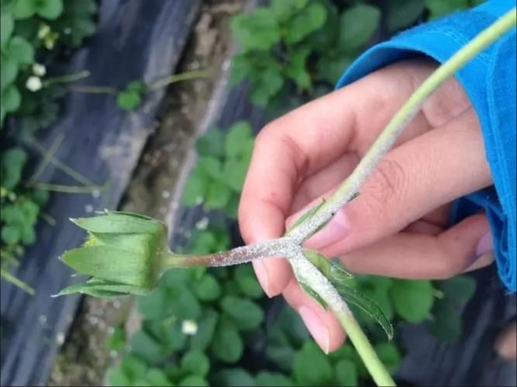 草莓白粉病揭秘病菌真凶,科学防治策略守护甜美果实!