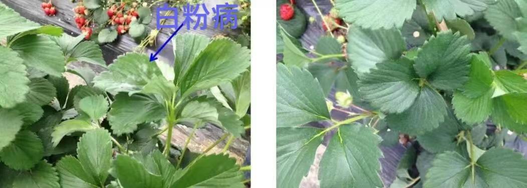 草莓白粉病揭秘病菌真凶,科学防治策略守护甜美果实!