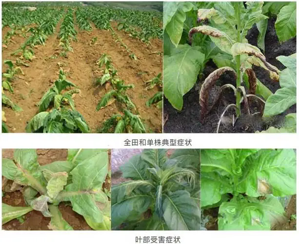 黑胫病的症状与有效治疗,守护农作物的健康生长!