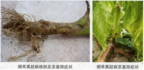 黑胫病的症状与有效治疗,守护农作物的健康生长!