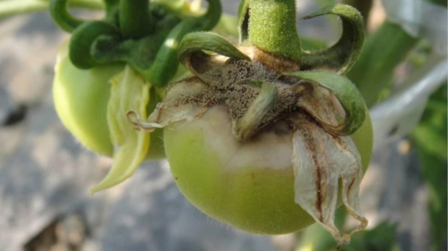 蔬菜灰霉病的症状与防治方法,打造健康无病害的菜园