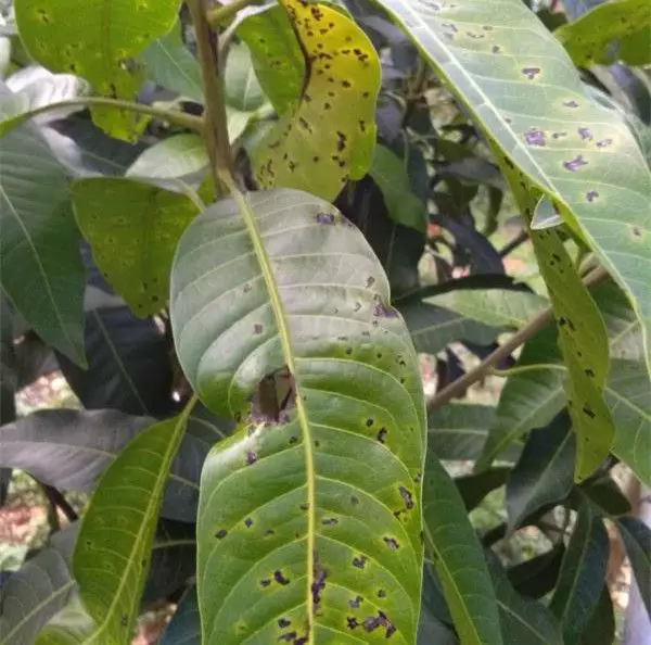 告别芒果角斑病,为芒果树披上护甲,对抗病害!