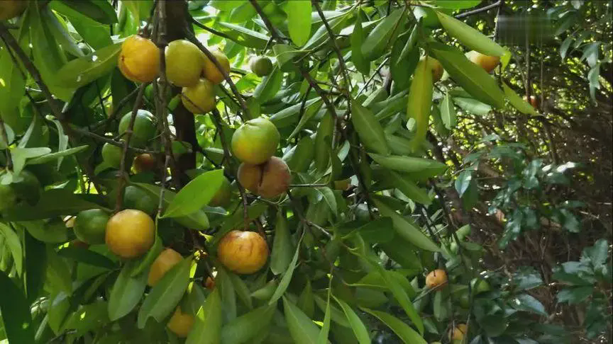 山竹树形态特征与山竹树图片大全,领略独特的山竹魅力!