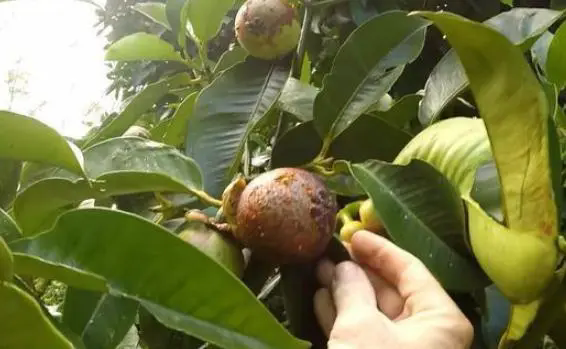 山竹树形态特征与山竹树图片大全,领略独特的山竹魅力!
