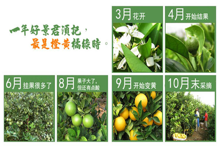 橙色奇迹-橙子树的成长轨迹,几年时光,见证果实的诞生!