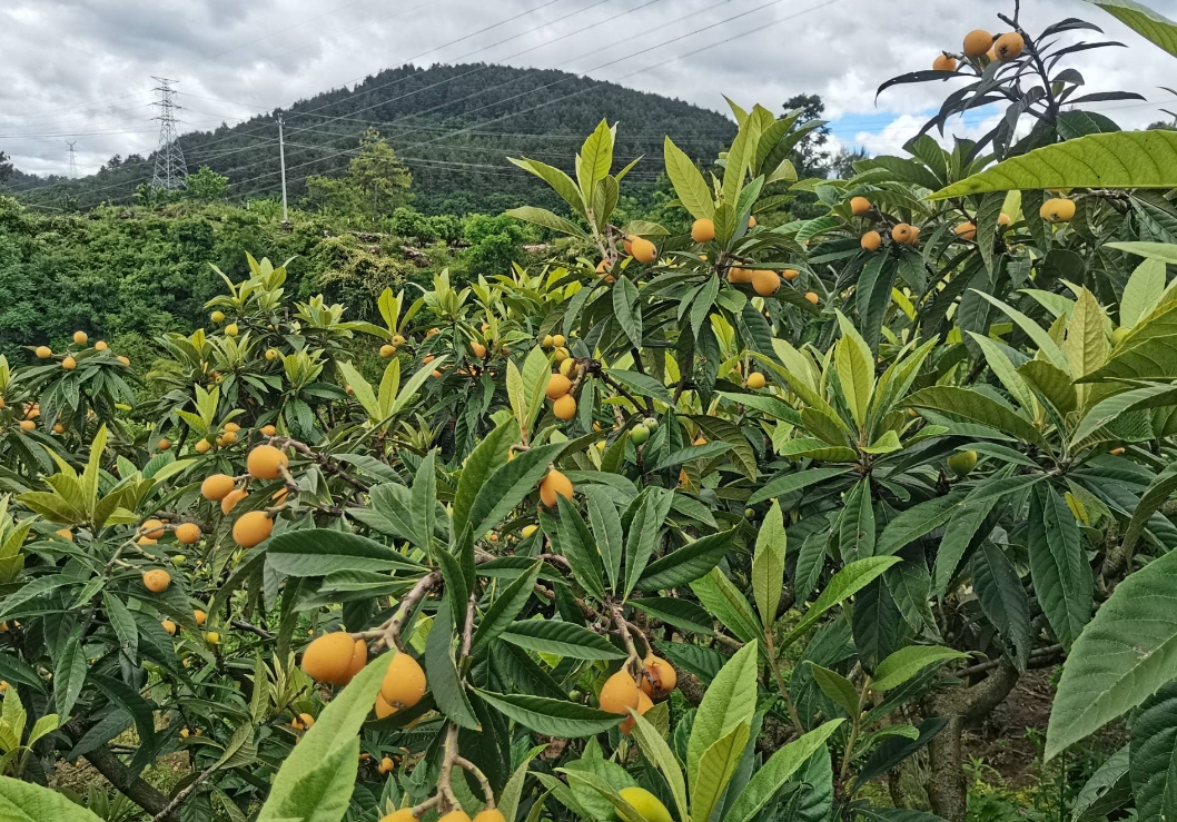 中国枇杷的黄金最佳原产地,为何这里独领风骚?