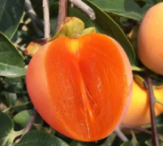 <b>柿子品种大盘点，哪一款是你的“甜蜜心头好”？</b>
