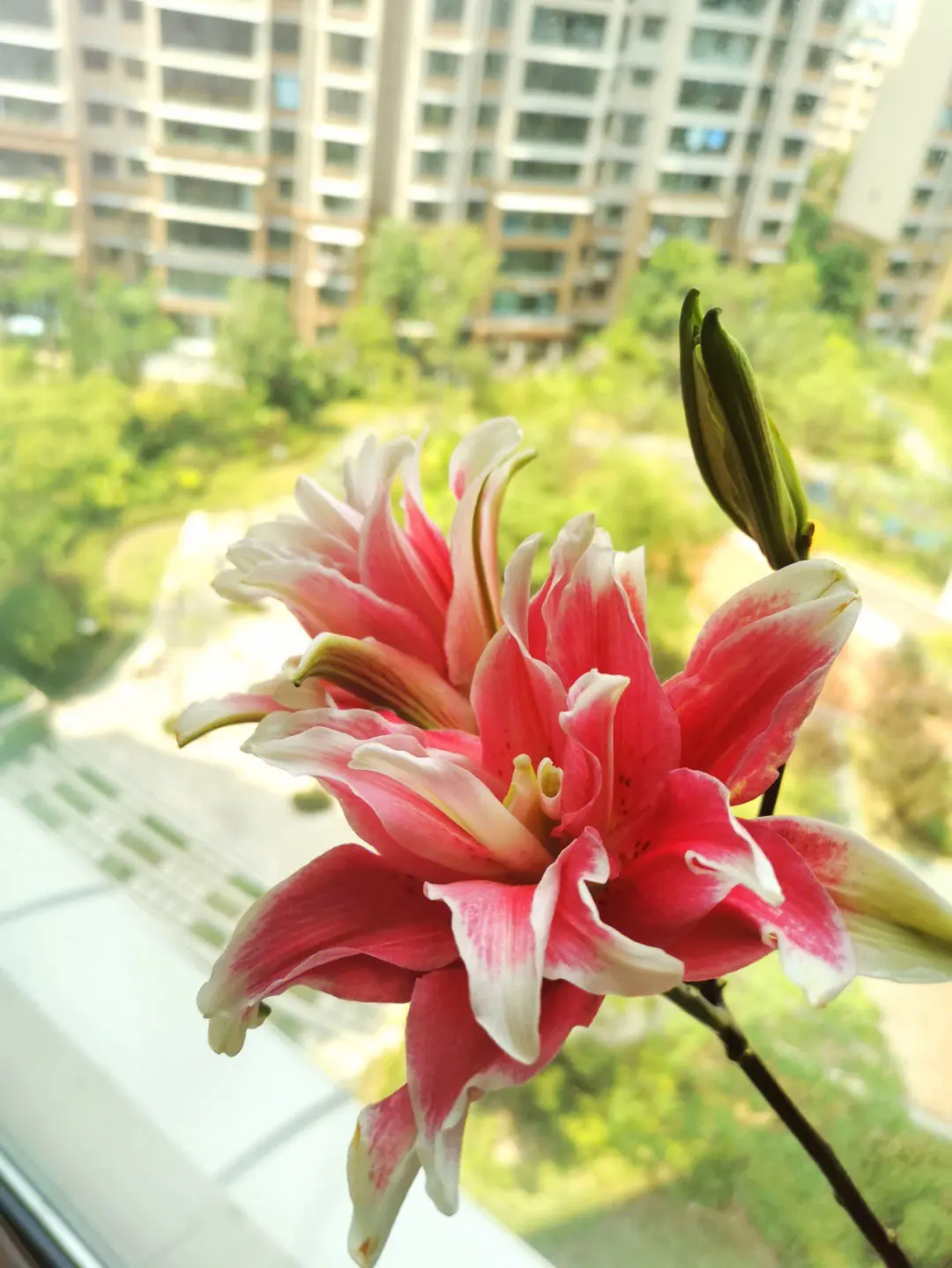 百合花红花蕊剪还是不剪?百合花红色花蕊的养护抉择