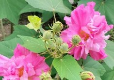 <b>芙蓉花盆栽日记，养殖全攻略打造室内花园的秘密武器</b>
