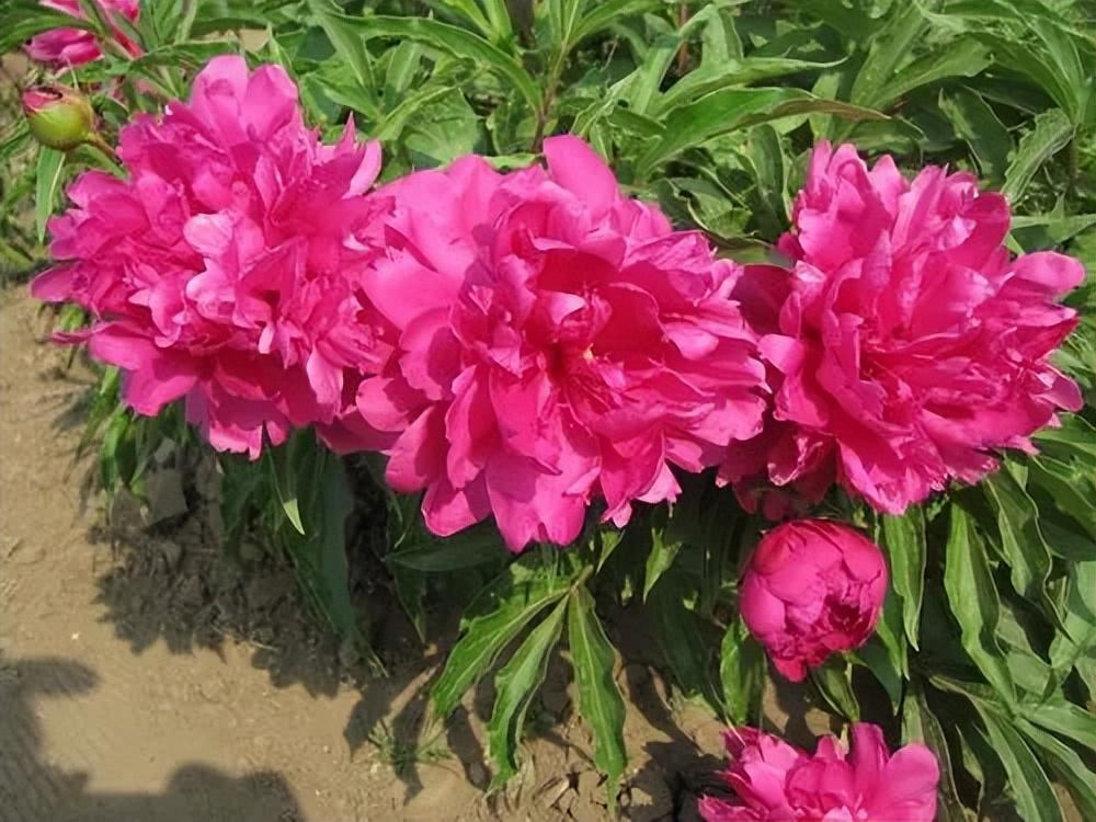 <b>芍药花的种植技巧与绽放美丽养护秘诀</b>
