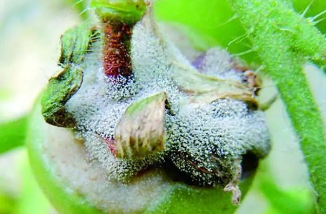 菌核病肆虐,农作物惨遭‘白色恐怖’!科学防治策略公开指南
