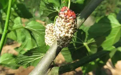菌核病肆虐,农作物惨遭‘白色恐怖’!科学防治策略公开指南