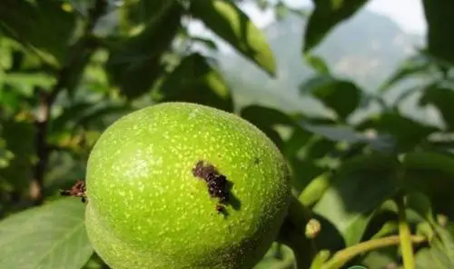 核桃黑斑病克星现身,最佳治疗方案拯救你的绿色金库!