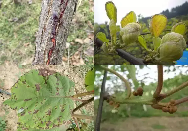 果树溃疡病症状识别,专家指导预防措施,重建果园健康!