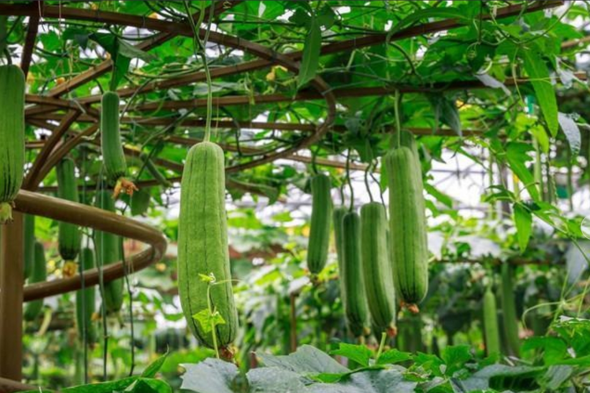 <b>丝瓜植物分类食用价值起底！</b>