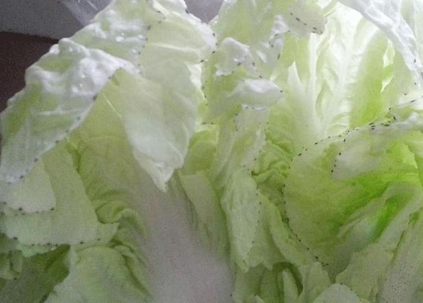 <b>白菜上的小黑点揭秘，是虫害还是疾病？</b>