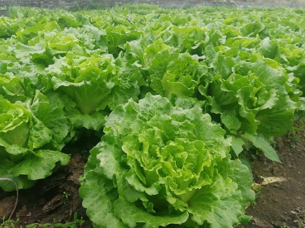 <b>生菜种植日记：春季播种，秋季收获，美味与健康兼得！</b>