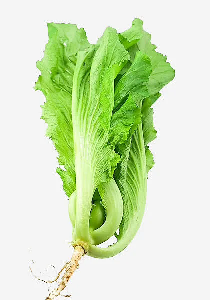 芥菜外观样子详解:锯齿边缘的叶片,紧凑的生长结构!