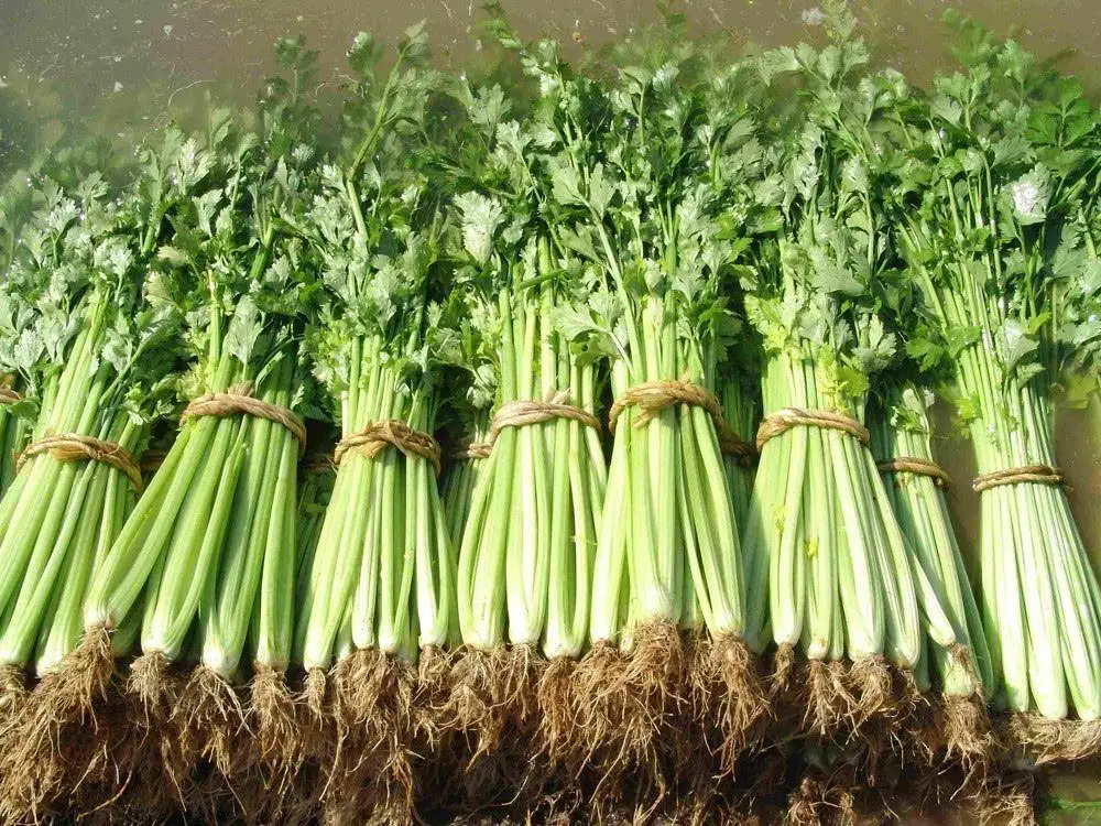 芹菜生吃的新风尚,享受绿色生活的美味与健康。