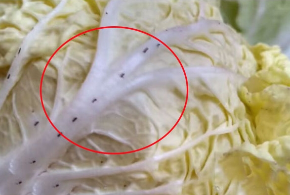 <b>娃娃菜上的黑色斑点，教你如何判断是否能正常食用！</b>