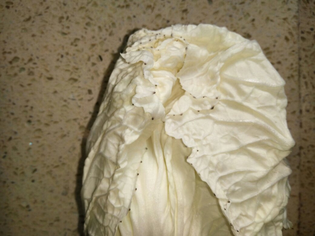 娃娃菜上的黑色斑点,教你如何判断是否能正常食用!