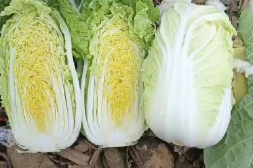 娃娃菜上的黑色斑点,教你如何判断是否能正常食用!