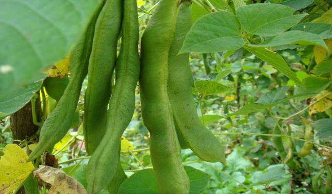 <b>芸豆夏日餐桌上的绿色奇迹，最佳生长季揭秘！</b>