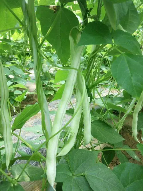 芸豆夏日餐桌上的绿色奇迹,最佳生长季揭秘!