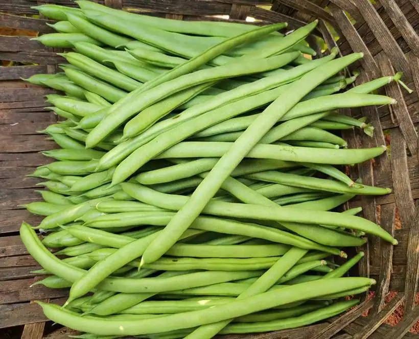 芸豆夏日餐桌上的绿色奇迹,最佳生长季揭秘!