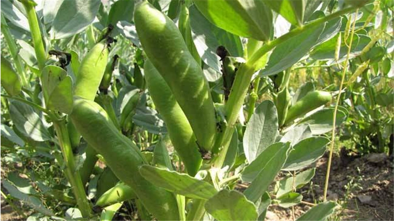 <b>蚕豆种植穿越南北，寻找理想种植家园，谁更胜一筹？</b>