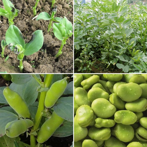 蚕豆种植穿越南北,寻找理想种植家园,谁更胜一筹?